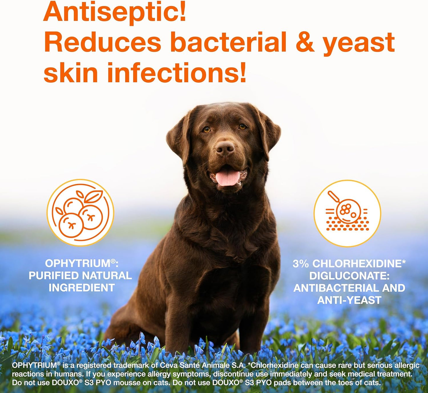 PYO Medicated Dog Mousse; Bacterial & Yeast Infection Treatment for Dogs – Chlorhexidine Dog Waterless Shampoo, Antibacterial & Antiseptic, for Dogs Only, Clinically Proven, 5 Fl Oz