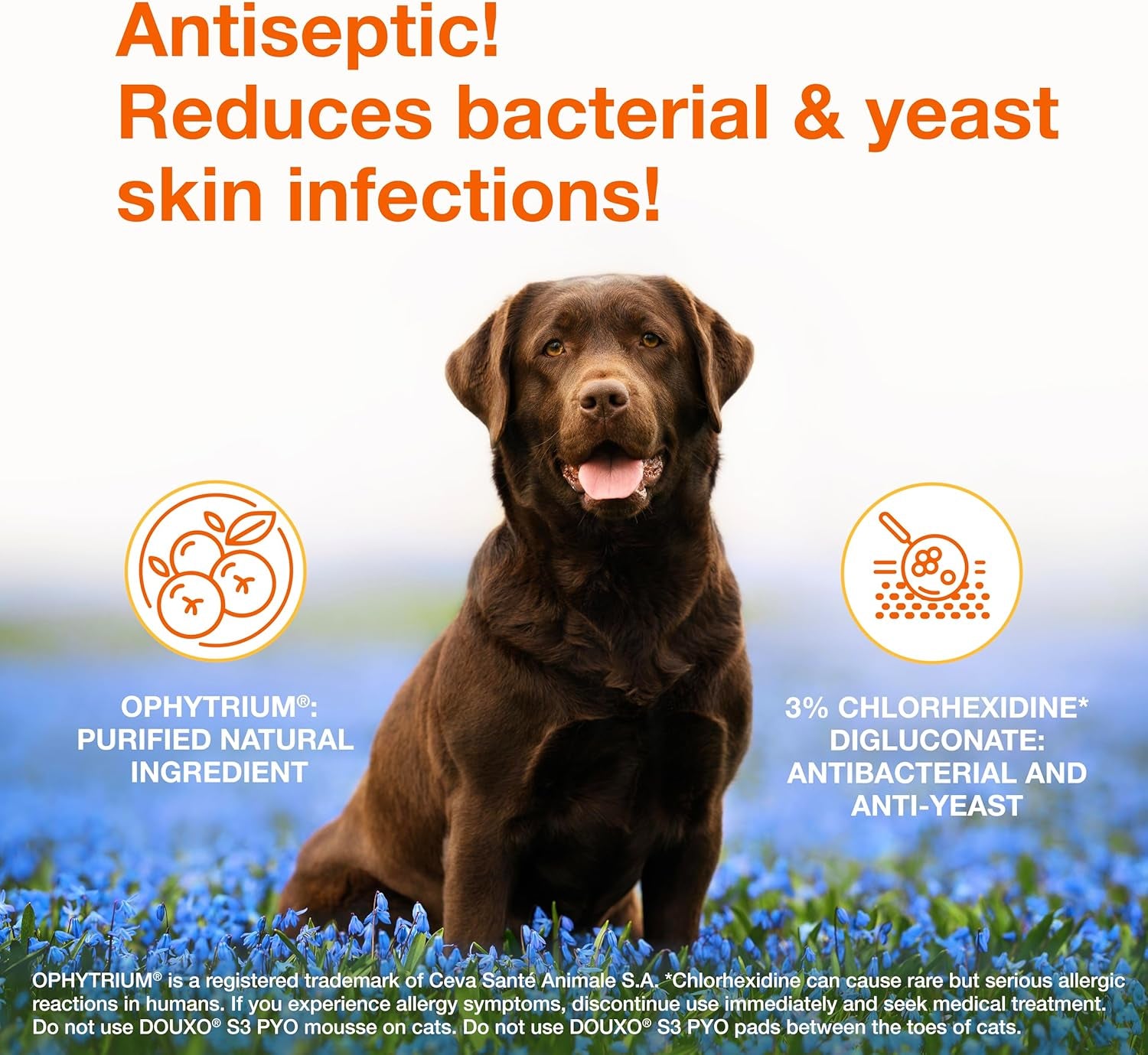 PYO Medicated Dog Mousse; Bacterial & Yeast Infection Treatment for Dogs – Chlorhexidine Dog Waterless Shampoo, Antibacterial & Antiseptic, for Dogs Only, Clinically Proven, 5 Fl Oz
